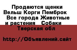 Продаются щенки Вельш Корги Пемброк  - Все города Животные и растения » Собаки   . Тверская обл.